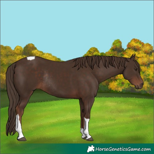 Horse Color:Liver Chestnut Tobiano Rabicano 
