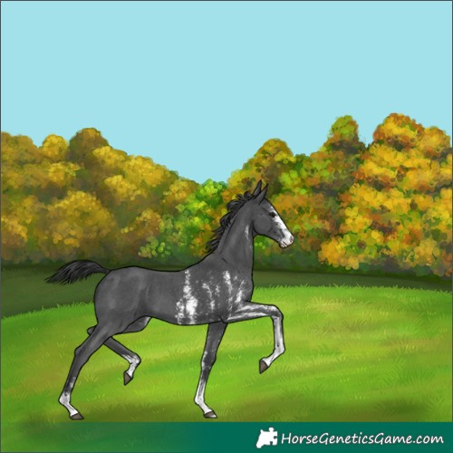 Horse Color:Black Sabino