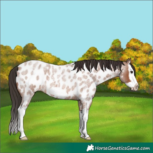 Horse Color:Bay Roan Splash Frame Appaloosa 