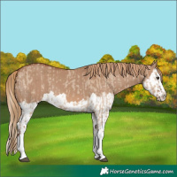 Horse Color:Red Dun Splash and Red Dun Splash