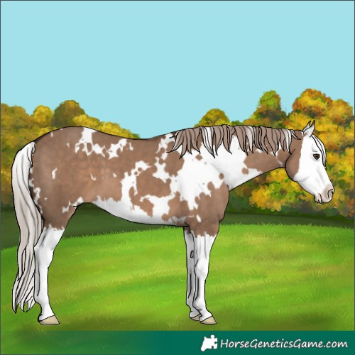 Horse Color:White Spotted Liver Red Dun Splash