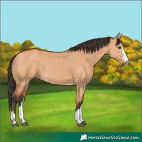 Horse Color:Bay Dun 