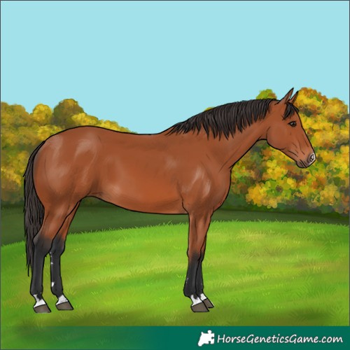 Horse Color:Bay 
