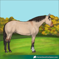 Horse Color:Bay Dun Sabino