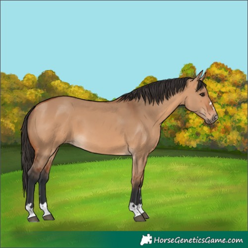 Horse Color:Bay Dun