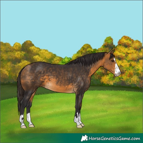 Horse Color:Buckskin