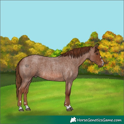 Horse Color:Red Roan