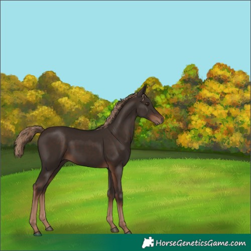 Horse Color:Liver Chestnut Rabicano 