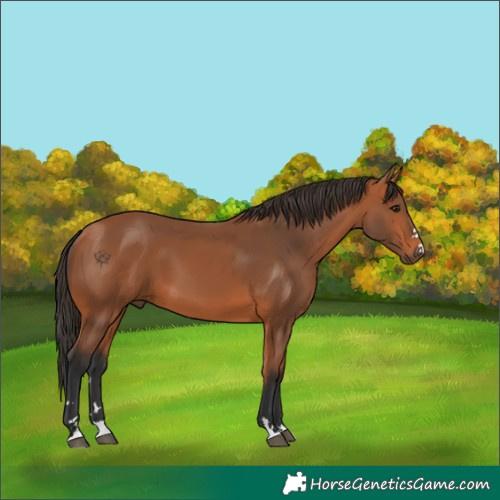 Horse Color:Bay 