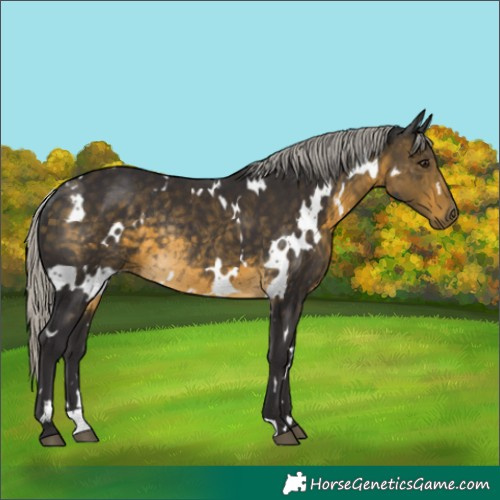 Horse Color:White Spotted Silver Buckskin Rabicano