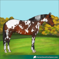 Horse Color:White Spotted Brown 