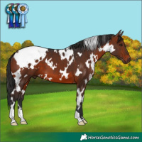 Horse Color:White Spotted Brown