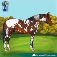 Horse Color:White Spotted Brown 