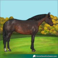 Horse Color:Brown Rabicano 