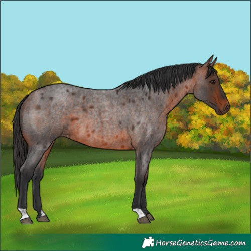 Horse Color:Bay Roan 