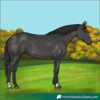 Horse Color:Black 