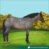 Horse Color:Brown Roan