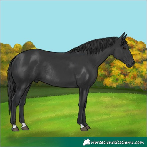 Horse Color:Black Rabicano 