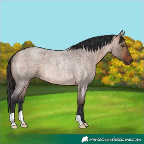 Horse Color:Bay Roan Dun Rabicano