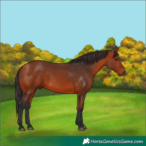 Horse Color:Unknown 