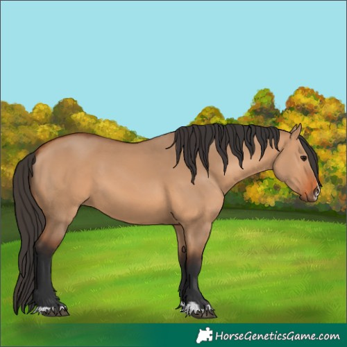 Horse Color:Bay Dun 