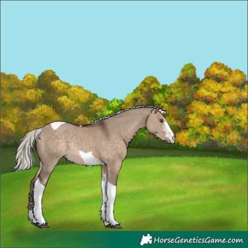 Horse Color:Silver Brown Dun Sabino Tobiano Rabicano