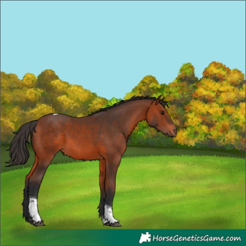 Horse Color:Bay Tobiano 