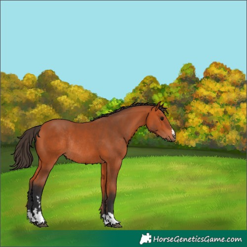Horse Color:Bay Rabicano