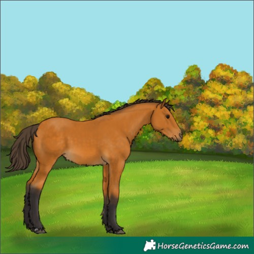 Horse Color:Buckskin 