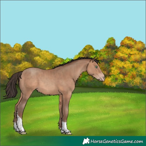 Horse Color:Sable Champagne Sabino Tobiano