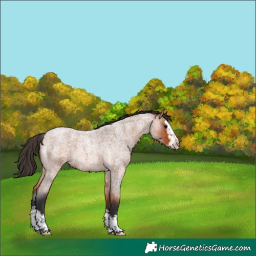 Horse Color:Bay Roan Splash 