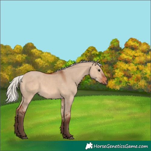 Horse Color:Silver Bay Dun 