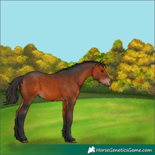 Horse Color:Brown 