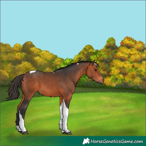 Horse Color:Bay Tobiano 