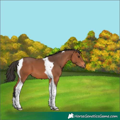 Horse Color:Bay Tobiano 