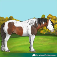 Horse Color:Bay Splash Tobiano