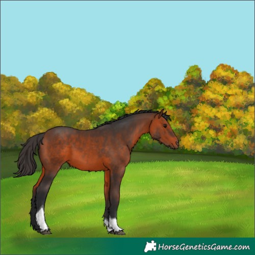 Horse Color:Bay Tobiano 