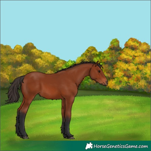 Horse Color:Bay 