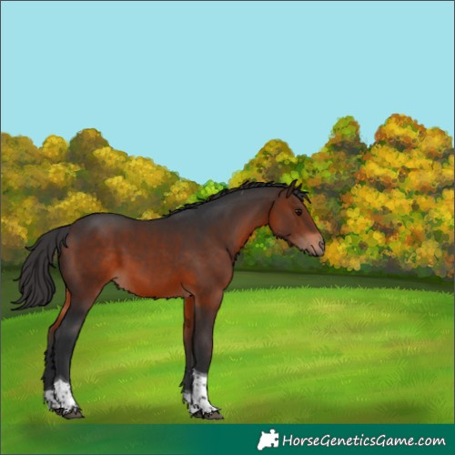 Horse Color:Brown Tobiano