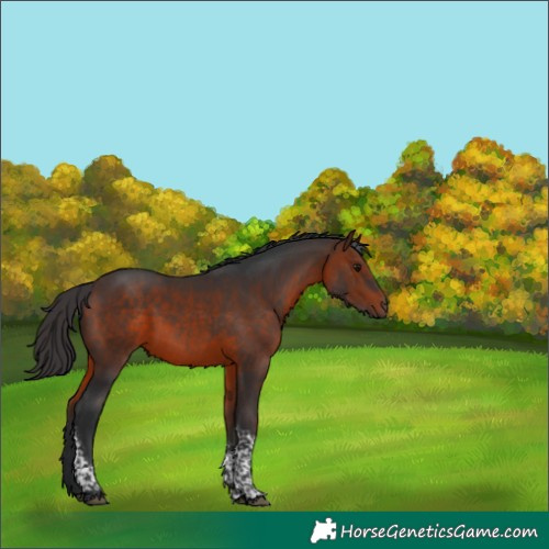 Horse Color:Bay Tobiano 
