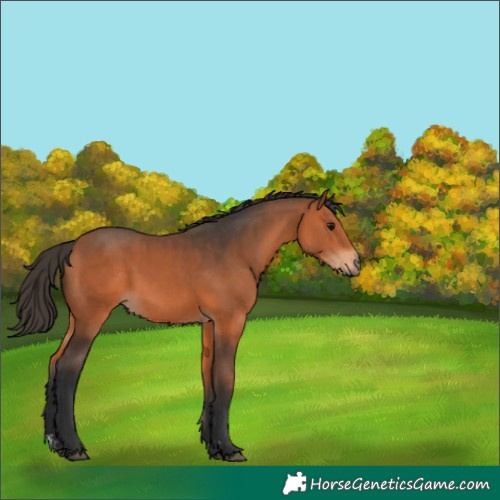 Horse Color:Bay 