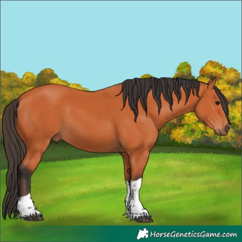 Horse Color:Bay Tobiano 