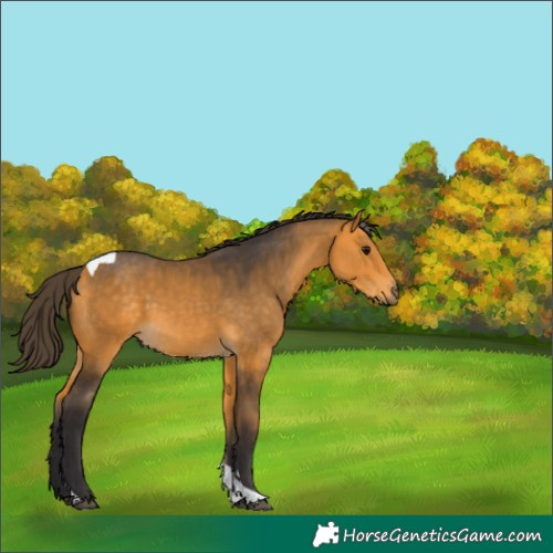 Horse Color:Buckskin Tobiano