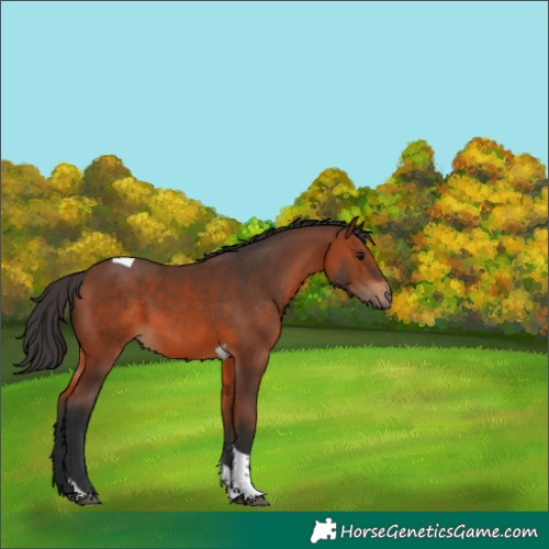 Horse Color:Bay Tobiano