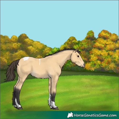 Horse Color:Buckskin Tobiano