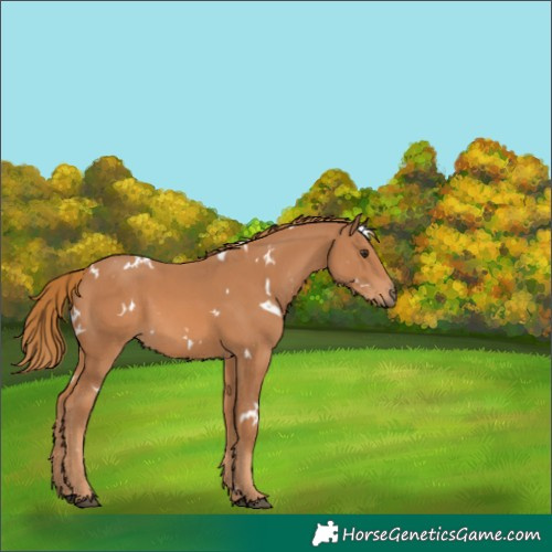 Horse Color:White Spotted Chestnut 