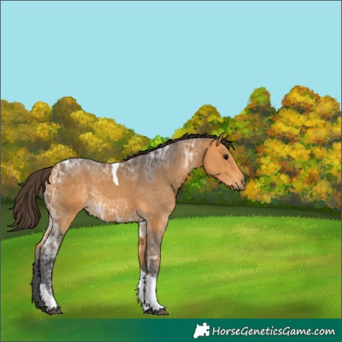 Horse Color:Buckskin Ice Tobiano 