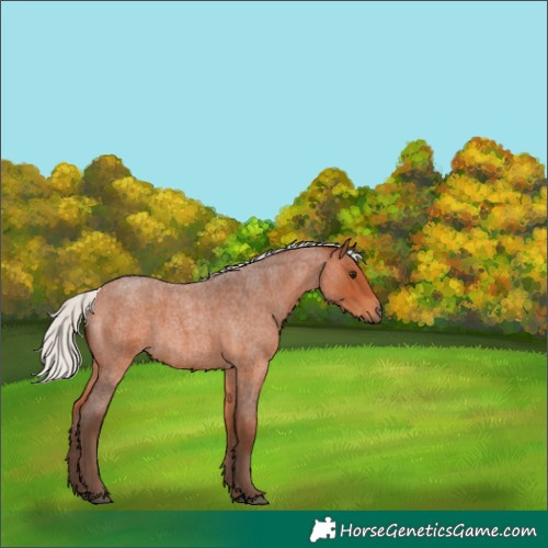 Horse Color:Silver Bay Roan