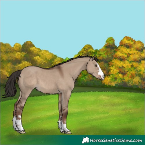 Horse Color:Liver Red Dun 