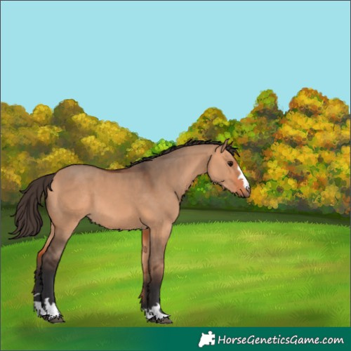 Horse Color:Bay Dun